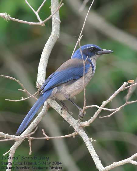 Island Scrub-Jay